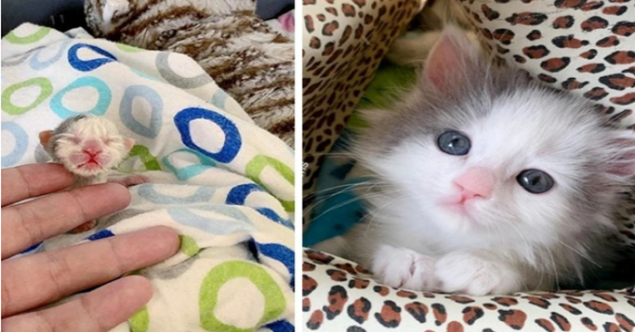  A tiny kitten that was discovered in a yard exhibits a strong will to survive