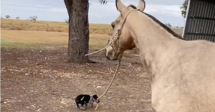 A happy moment is created as a playful dog walks around a farm with his horse friend