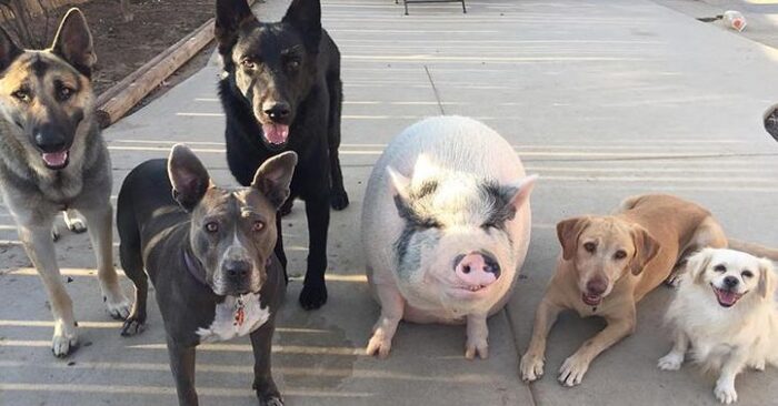  Funny scene: this fat pig grew up with 5 dogs and now thinks he’s a dog too