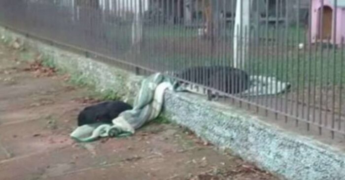  What a beautiful scene: this wonderful dog sews her blanket with an abandoned dog to keep him from getting cold