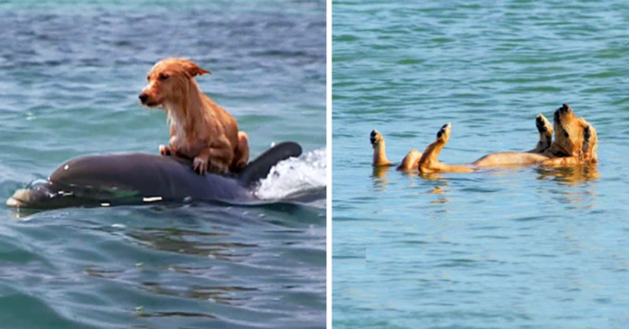  What a wonderful story: these kind and caring dolphins saved a little dog from drowning