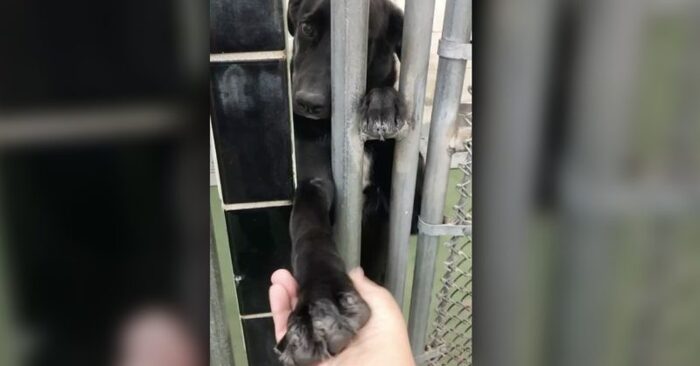  Exciting sight: this wonderful dog kept sticking her paw through the bars to hold hands with people