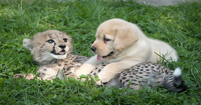  Cute story: after zoos give “support dogs” to little cheetahs they become sociable