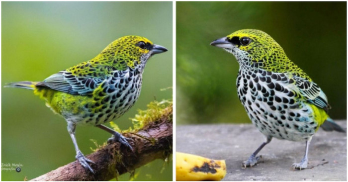 This bird stands out wherever he is thanks to his stunning feathers