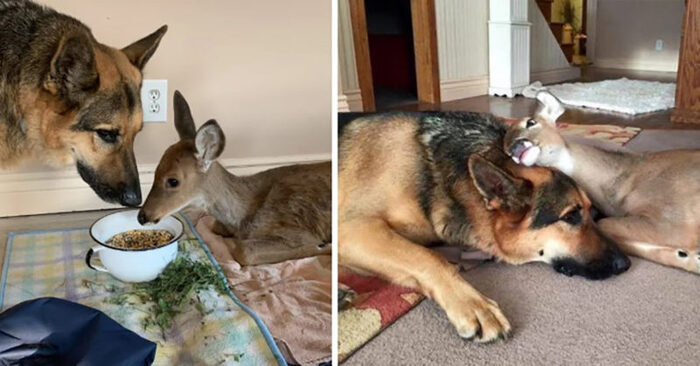  What a cute scene: this kind German Shepherd took care of lonely deer and other injured animals