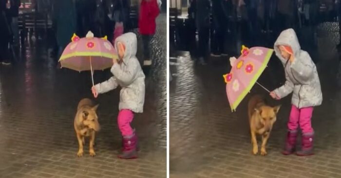  What a cute scene: this 5-year-old girl protected a lonely dog with an umbrella when it was raining