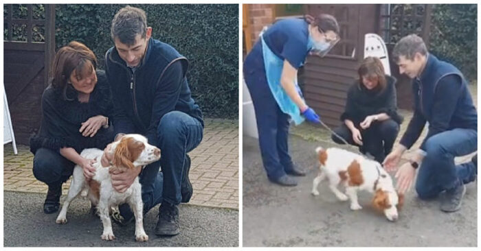  Lovely ending: couple lost their beloved dog but finally reunite with him years later