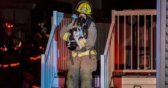  A truly incredible story: this wonderful caring cat bit his owner to warn of a fire