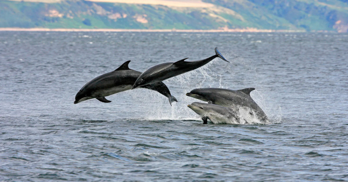  A lost swimmer was saved by the pod of dolphins