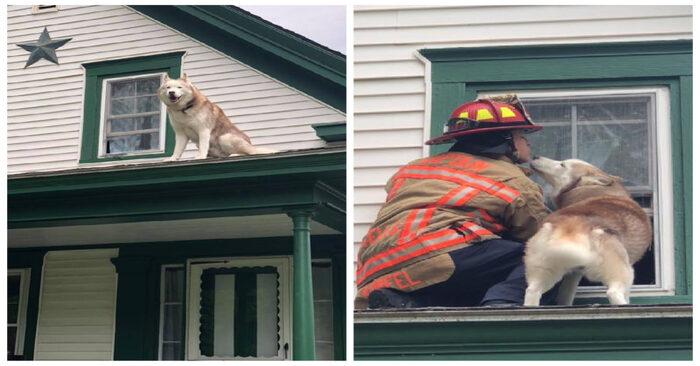  Cute scene: a lovely husky who is stuck on a roof kisses his firefighter rescuer