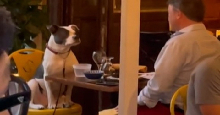 What a cute scene: the dog sat face to face with the owner in the restaurant and won hearts