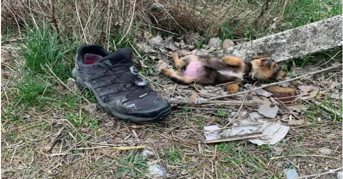  Before a compassionate guy helped him, the unfortunate but adorable puppy was using a shoe as shelter