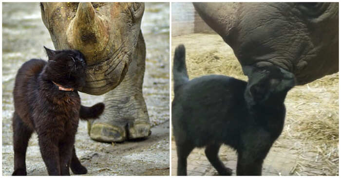  A beautiful friendship: the special bond between a rhinoceros and a cat has captured people’s hearts