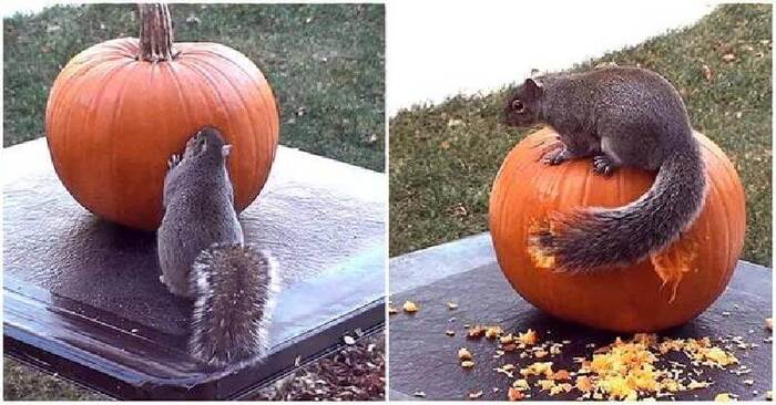  Cute scene: this little squirrel made a real Halloween masterpiece out of a pumpkin