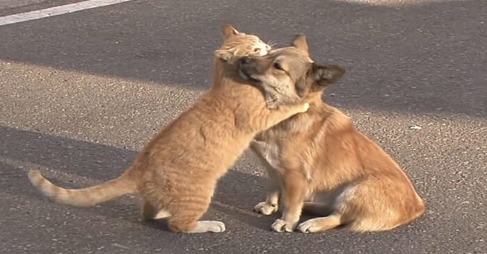  What a cute scene: this cat cheered up a lonely puppy which was looking for his owners