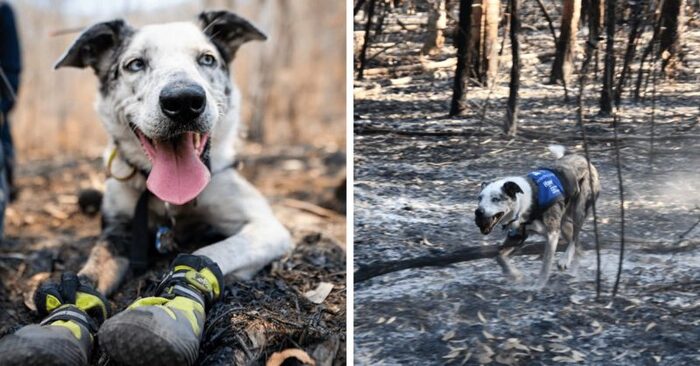  What a sweet story: this brave dog saved over 100 koalas from wildfires in Australia