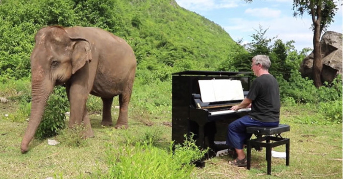  Inspiring music is provided by this pianist for the blind and defenseless elephants being rescued