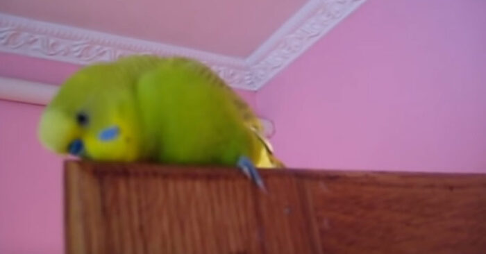  Funny scene: a talkative parrot chats incessantly and his owner filmed a vdeo and posted it on social networks