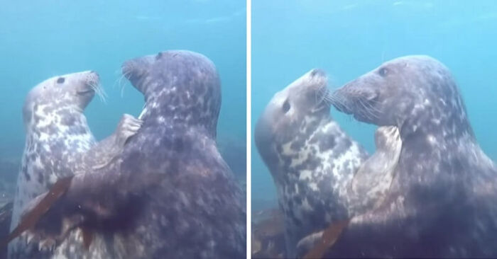  What a cute scene: the camera shows two adorable seals hugging each other