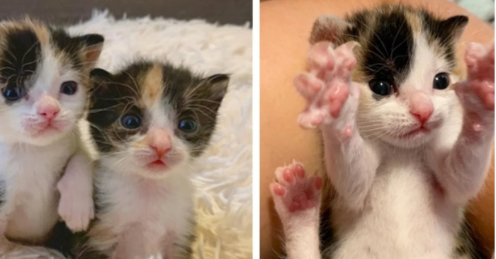  Two kittens were found along a road, and they stayed together because they watched out for one another