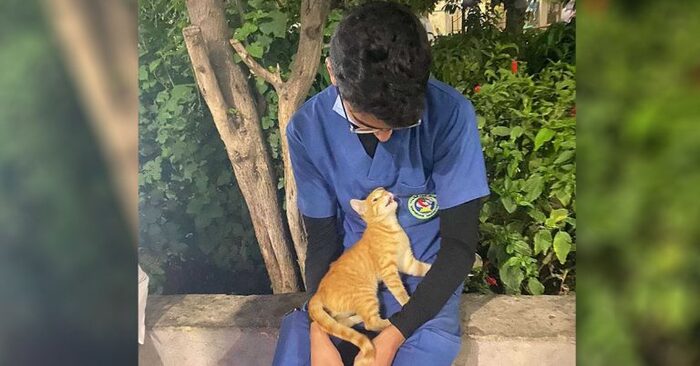 A wonderful scene: this special little cat tries to calm the nurse down after a long shift