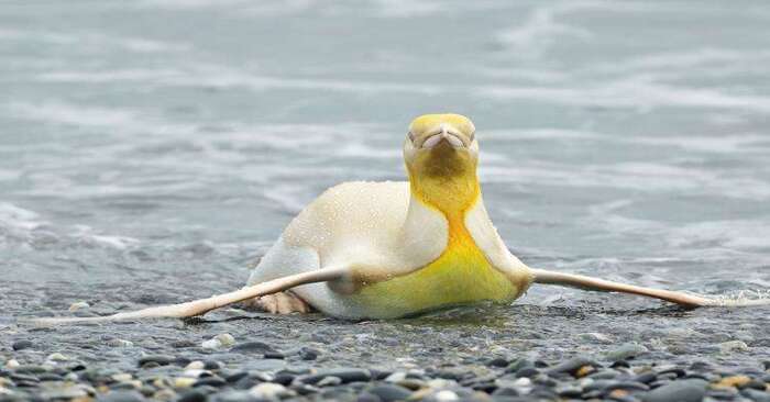  Incredible wildlife: the yellow penguin was noticed for the first time and that’s what beauty