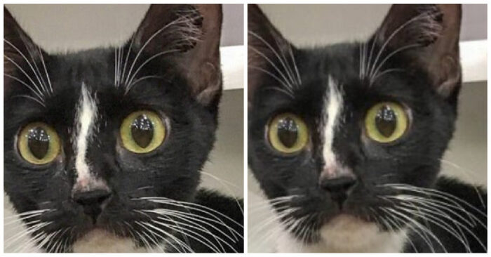  What an interesting cat: this cat became famous for his amazingly long whiskers