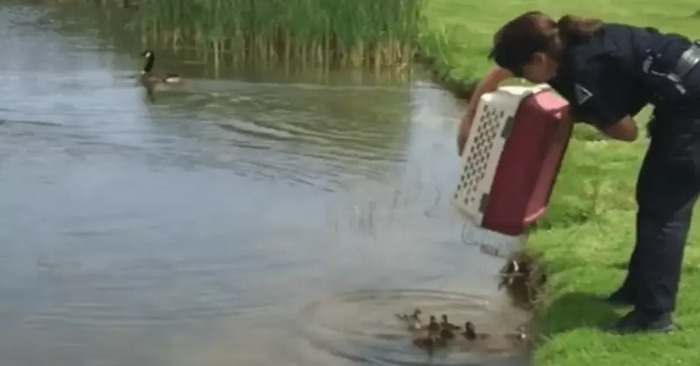  A wonderful story: this kind and caring officer takes 10 lonely orphaned ducklings to a pond