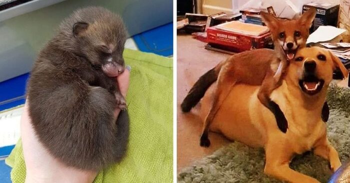  The family rescued five foxes. One stayed with the family and was raised with dogs