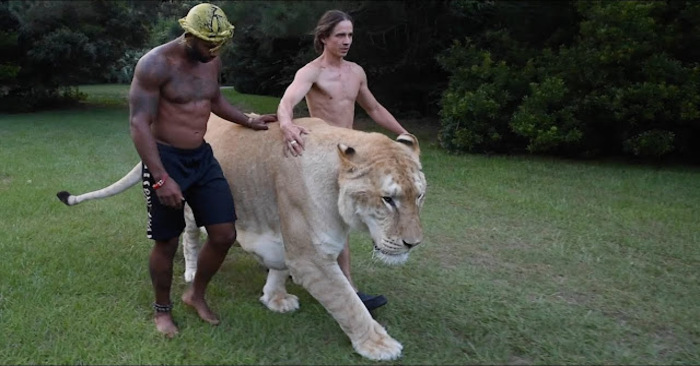  The “largest cat on the planet”, a 700-pound lion-tiger cross named Apollo