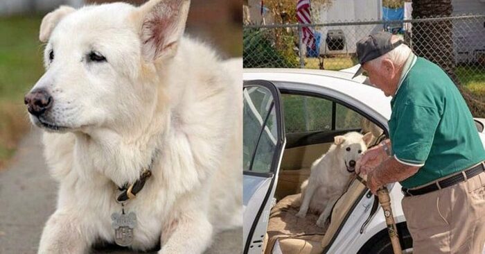  A wonderful and amiable dog. This old dog spent his entire life at a shelter before being adopted by an elderly veteran