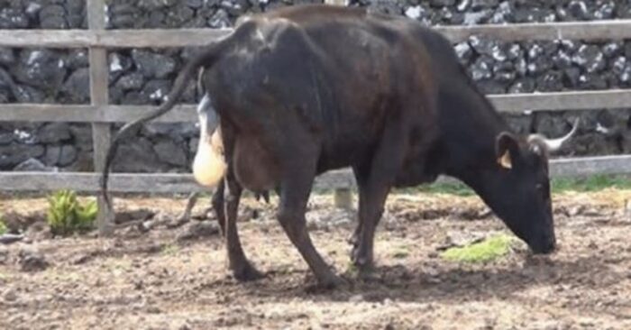  They were named “tiny peanuts.”  The cow gave birth to four calves which is a rare phenomenon