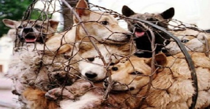  Gupo, one of the largest marketplaces for dog meat in South Korea