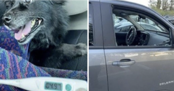  Great story: this brave man notices a dog stuck in a car, smashes the window and rescues him