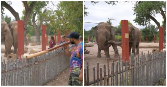  What a beautiful scene: interesting to see the reaction of the elephant to the guy who played the didgeridoo