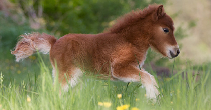  These adorable, amiable, and fully grown miniature horses will brighten your day