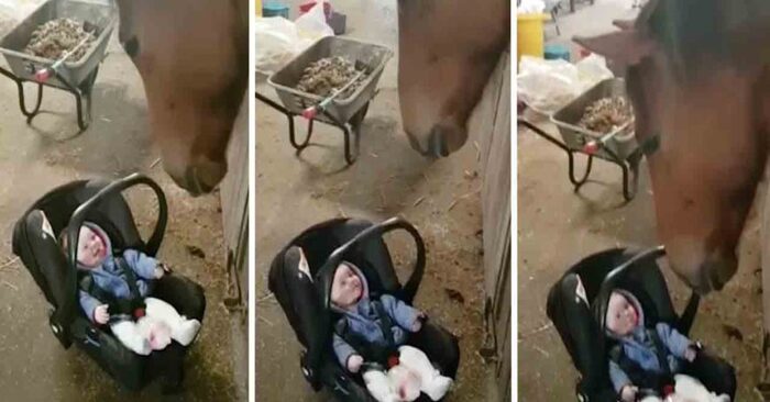  The connection between Ruby and Reddy is incredible. The horse gently cradles the baby when the latter starts crying