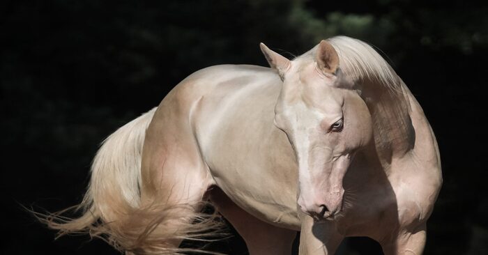  Unreal beauty: this animal is the cutest supermodel in the world of horses