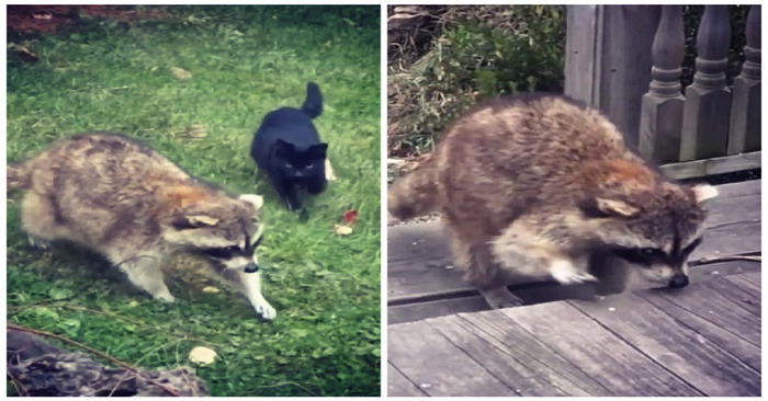  Blind Raccoon makes friends with two stray cats