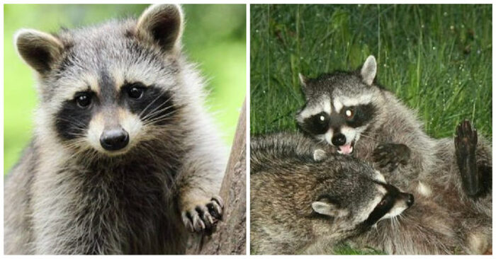  Lovely story: mother raccoon took her baby to meet and get to know mom’s favorite person