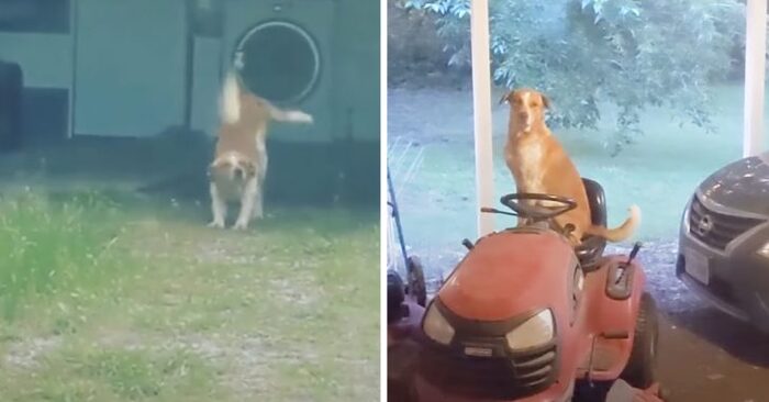  This dog keeps appearing outdoors and one day he brings a fellow