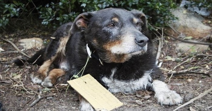  Surprise for the owner: it seemed the dog was gone forever, but returned with a note on the collar