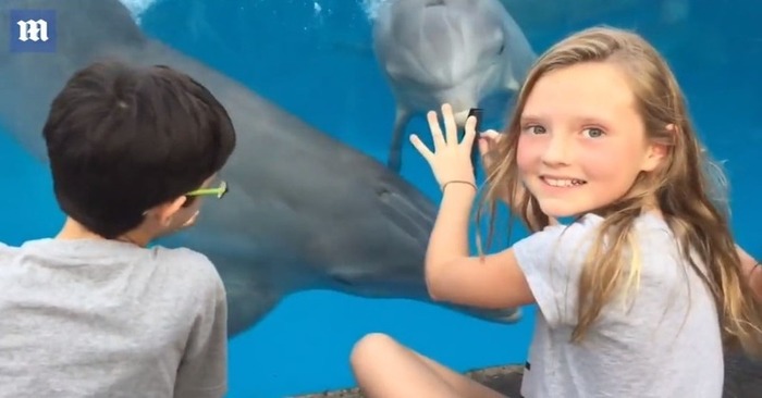  What a cute scene: this girl lured dolphins to herself with a regular hairbrush