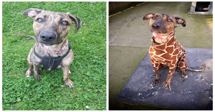  This lovely UK’s dog has been living in a shelter for many years and still has no owner
