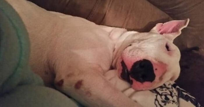  Wonderful story: this rescue dog finally has a warm and soft bed after a long time
