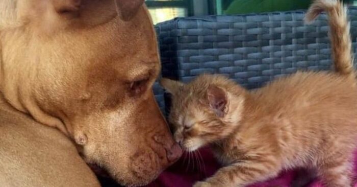  A beautiful scene: this rescued pit bull immediately falls in love with the cat and begins to take care of her