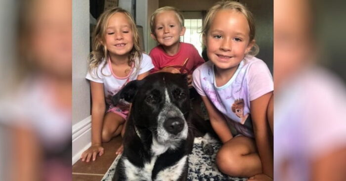  What a great story: kind and caring strangers were able to return the dog to his family after 3 years apart