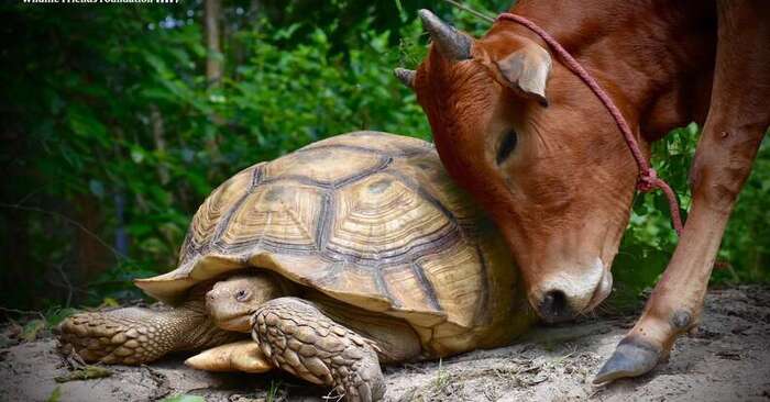  A large turtle and a cute baby cow which sadly lost its leg become closest buddies