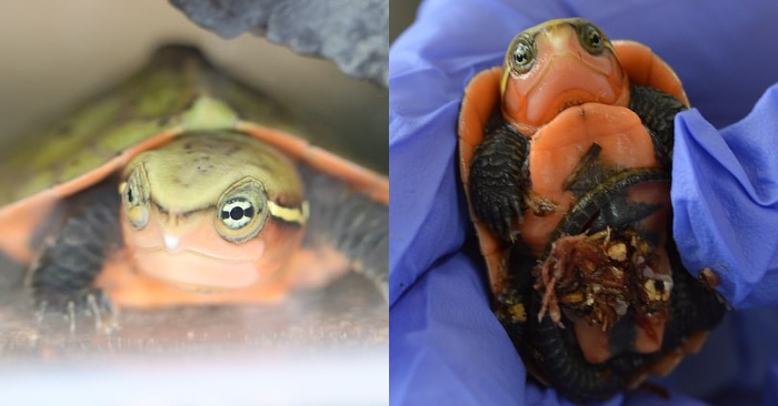  At the London Zoo, three spectacular, very endangered, and large-headed turtles hatch