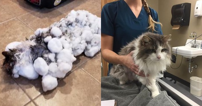  The frozen cat that had been buried in snow was eventually discovered and revived